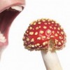 Профилактика отравлений грибами